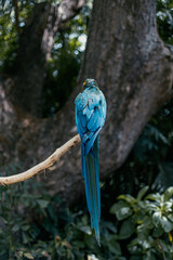 A beautiful macaw parrot stands fiercly on a branch

