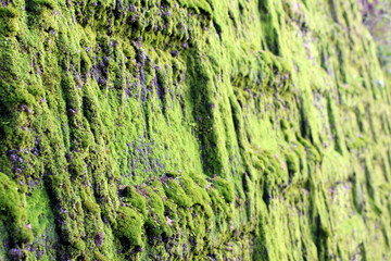Japanese moss and leaf on the wall, around Kumamoto Castle