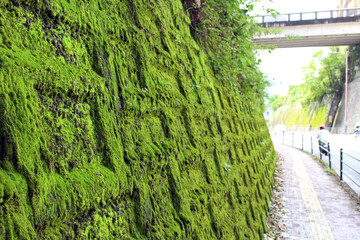 Japanese moss and leaf on the wall, around Kumamoto Castle