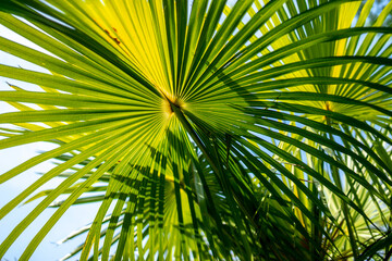 Fototapeta na wymiar palm leaves in the Mediterranean park, south Croatia