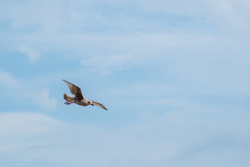 Picture of seagull in fly motion in blue sky and summer time 
