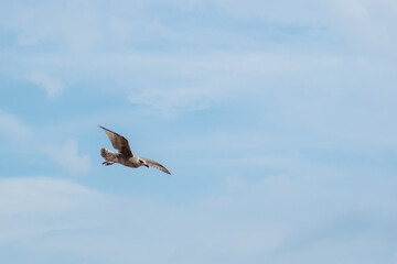 Obraz premium Picture of seagull in fly motion in blue sky and summer time 