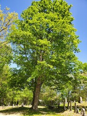 Tree in Cemetery 