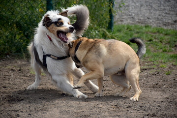 two dogs playing at the park 