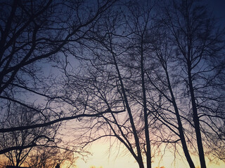 Evening through trees