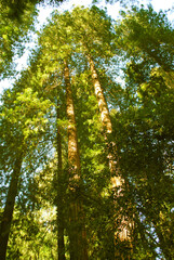 A view of the soaring giant redwood trees in Muir Woods near San Francisco California