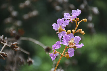 bee on a flower