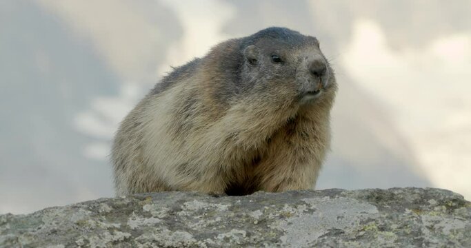Alpine marmots appearing from behind another