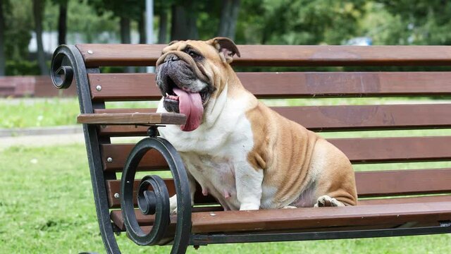 Purebred English bulldog with his tongue hanging out rests on a bench in a city park
