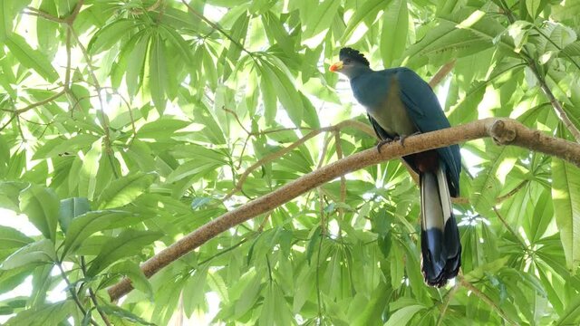 Great Blue Turaco in tropical rainforest. Exotic extraordinary african wild bird in green lush foliage. Colorful plumage of Musophagidae. Vivid vibrant feathers. Tree canopy in jungle paradise forest.