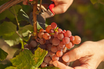 Male hands picking ripe grapes in a vineyard