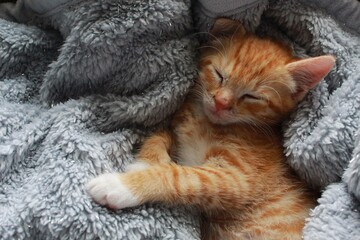 Fototapeta na wymiar Small Kitten Sleeping in a Blanket