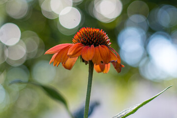 Coneflower