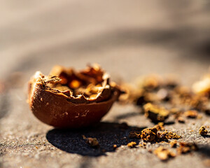 close up of an acorn