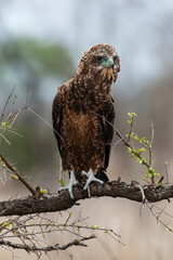 Bateleur des savanes, Aigle bateleur,  Terathopius ecaudatus, Bateleur