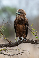 Bateleur des savanes, Aigle bateleur,  Terathopius ecaudatus, Bateleur