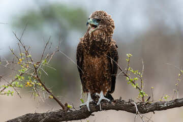 Bateleur des savanes, Aigle bateleur,  Terathopius ecaudatus, Bateleur