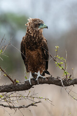 Bateleur des savanes, Aigle bateleur,  Terathopius ecaudatus, Bateleur