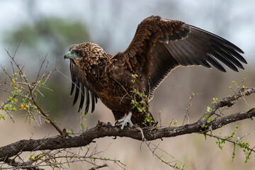 Bateleur des savanes, Aigle bateleur,  Terathopius ecaudatus, Bateleur