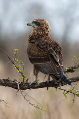Bateleur des savanes, Aigle bateleur,  Terathopius ecaudatus, Bateleur