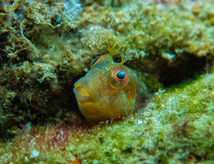 A seaweed blenny in the safety of its crevice