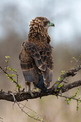 Bateleur des savanes, Aigle bateleur,  Terathopius ecaudatus, Bateleur