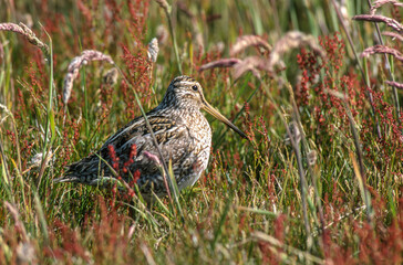 Bécassine des marais,.Gallinago gallinago, Common Snipe