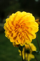 Dahlia, Dahlia  'Clovis'