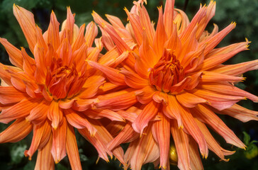 Dahlia, Dahlia  'Omega'