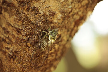 夏の終わりのミンミンゼミ
