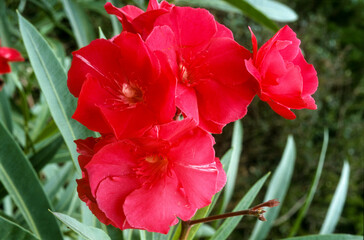 Laurier rose, Nerium oleander