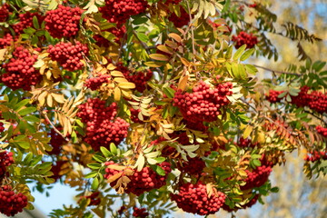 Background of autumn rowan tree with red berries and yellow foliage.
 
