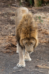 Naklejka premium Lion, Panthera leo, Parc national du Kruger, Afrique du Sud