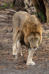 Lion, Panthera leo, Parc national du Kruger, Afrique du Sud