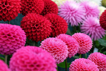 Colourful pompon and decorative dahlia flowers on display © Alexandra