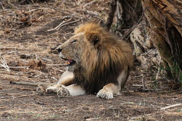 Naklejka premium Lion, Panthera leo, Parc national du Kruger, Afrique du Sud