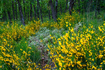 Pyrenean Oak forest and Common Broom, Sierra de Guadarrama, Madrid, Spain, Europe