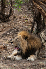 Naklejka premium Lion, Panthera leo, Parc national du Kruger, Afrique du Sud