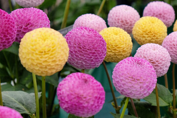 Colourful pompon and decorative dahlia flowers on display