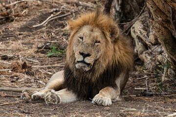 Naklejka premium Lion, Panthera leo, Parc national du Kruger, Afrique du Sud