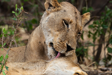 lion, femelle, lionne, Panthera leo, Afrique