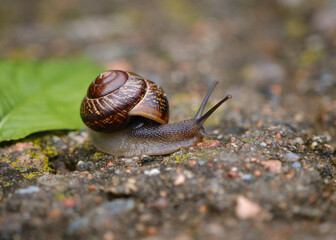 Slow snail on a rocky surface