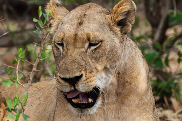 lion, femelle, lionne, Panthera leo, Afrique