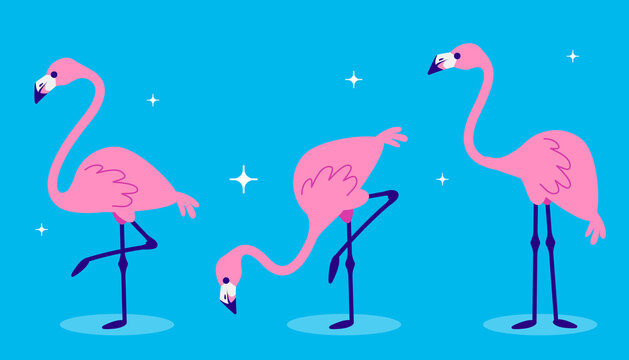 Vector set of illustration of beautiful pink flamingo in different pose with shadow on night blue background with star.