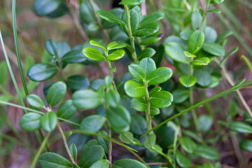 Fototapeta na wymiar Medicinal herb lingonberry leaf in the forest