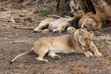 Fototapeta na wymiar Lion, Lionne, Panthera leo, Parc national du Kruger, Afrique du Sud