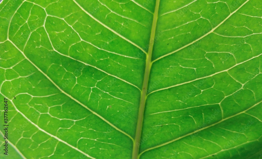 Wall mural bright green leaf stripes