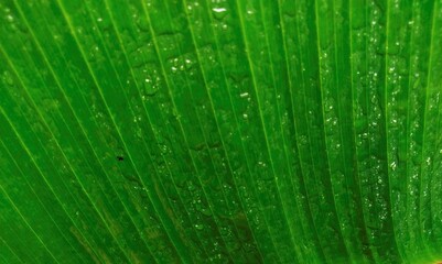 Fototapeta na wymiar Bright green Stripes of banana leaves and rain drops