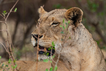 Fototapeta premium lion, femelle, lionne, Panthera leo, Afrique