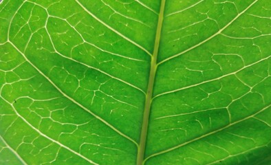 Bright green Leaf stripes